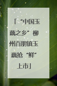 “中国玉藕之乡”柳州百朋镇玉藕抢“鲜”上市