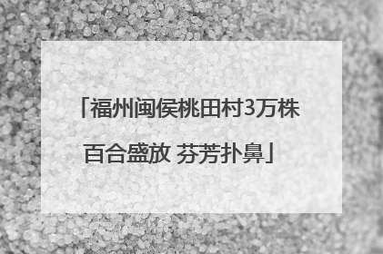 福州闽侯桃田村3万株百合盛放 芬芳扑鼻