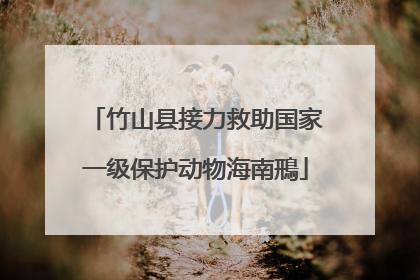 竹山县接力救助国家一级保护动物海南鳽