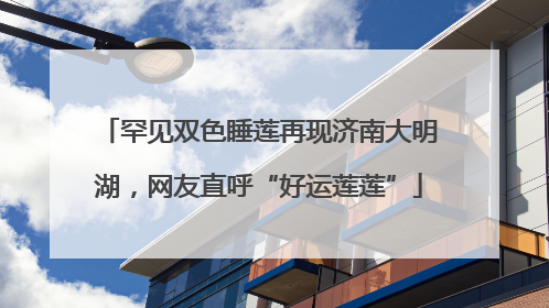 罕见双色睡莲再现济南大明湖，网友直呼“好运莲莲”