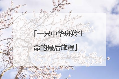 一只中华斑羚生命的最后旅程