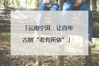 云南宁洱：让百年古树“老有所依”