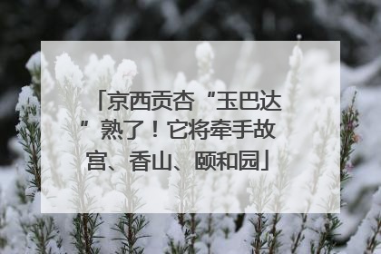 京西贡杏“玉巴达”熟了！它将牵手故宫、香山、颐和园