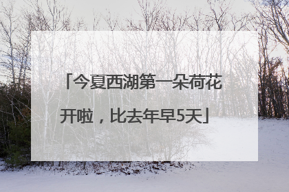 今夏西湖第一朵荷花开啦，比去年早5天