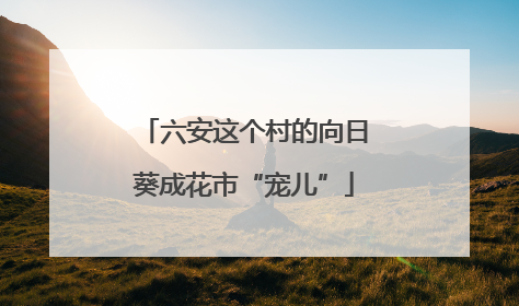 六安这个村的向日葵成花市“宠儿”