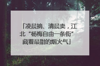 凌晨摘、清晨卖，江北“杨梅自由一条街”藏着最甜的烟火气