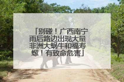 别碰！广西南宁雨后路边出现大量非洲大蜗牛和福寿螺！有致命危害