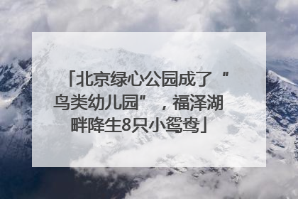 北京绿心公园成了“鸟类幼儿园”，福泽湖畔降生8只小鸳鸯
