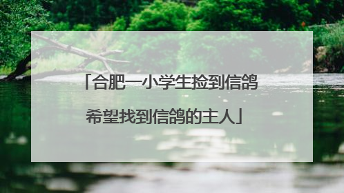 合肥一小学生捡到信鸽 希望找到信鸽的主人