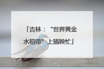 吉林：“世界黄金水稻带”上插秧忙