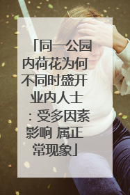 同一公园内荷花为何不同时盛开 业内人士：受多因素影响 属正常现象