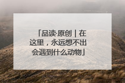 品读·原创｜在这里，永远想不出会遇到什么动物