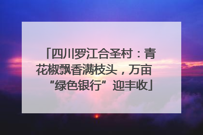 四川罗江合圣村：青花椒飘香满枝头，万亩“绿色银行”迎丰收