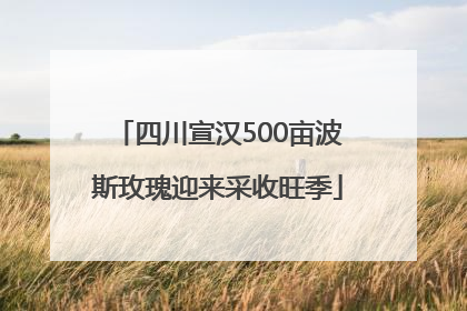 四川宣汉500亩波斯玫瑰迎来采收旺季