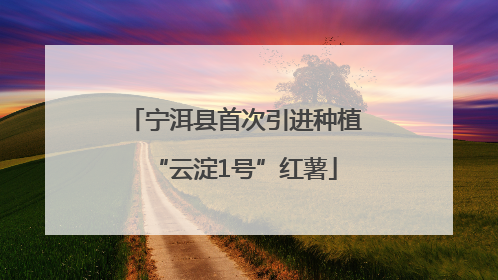 宁洱县首次引进种植“云淀1号”红薯