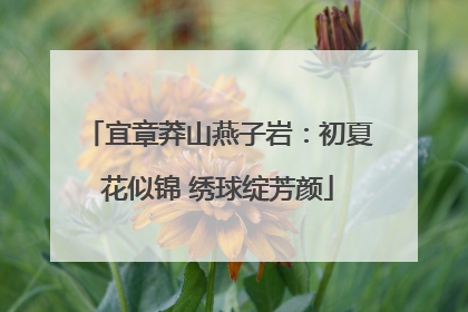 宜章莽山燕子岩：初夏花似锦 绣球绽芳颜