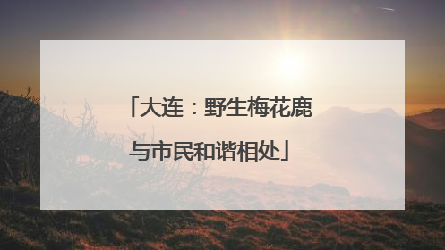 大连：野生梅花鹿与市民和谐相处