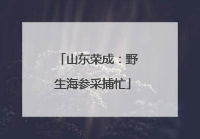 山东荣成：野生海参采捕忙