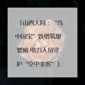 山西大同：“鸟中国宝”铁塔筑巢繁殖 电力人员守护“空中来客”