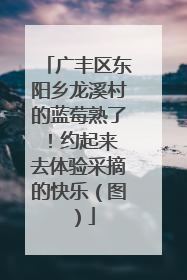 广丰区东阳乡龙溪村的蓝莓熟了！约起来 去体验采摘的快乐（图）