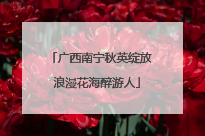 广西南宁秋英绽放 浪漫花海醉游人