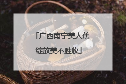 广西南宁美人蕉绽放美不胜收
