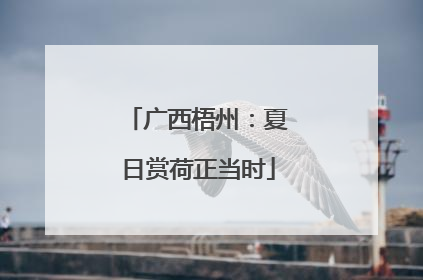 广西梧州：夏日赏荷正当时