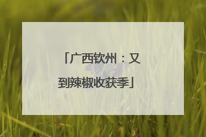 广西钦州：又到辣椒收获季