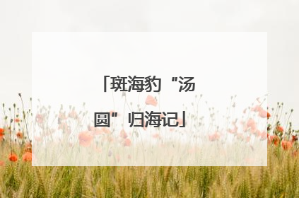 斑海豹“汤圆”归海记