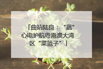 曲靖陆良：“蔬”心电护航粤港澳大湾区“菜篮子”