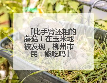 比手臂还粗的蘑菇！在玉米地被发现，柳州市民：能吃吗