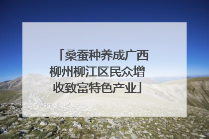 桑蚕种养成广西柳州柳江区民众增收致富特色产业