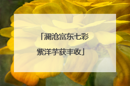 澜沧富东七彩紫洋芋获丰收