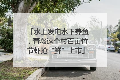 水上发电水下养鱼，青岛这个村百亩竹节虾抢“鲜”上市