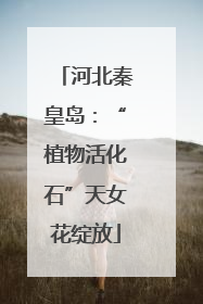 河北秦皇岛：“植物活化石”天女花绽放