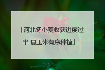 河北冬小麦收获进度过半 夏玉米有序种植