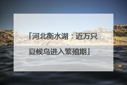河北衡水湖：近万只夏候鸟进入繁殖期