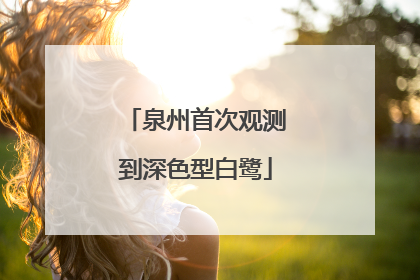 泉州首次观测到深色型白鹭