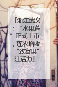 浙江武义：“水果莲”正式上市，莲农增收“致富果”注活力