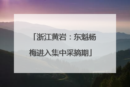 浙江黄岩：东魁杨梅进入集中采摘期