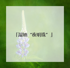 湿地“夜明珠”