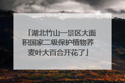 湖北竹山一景区大面积国家二级保护植物荞麦叶大百合开花了