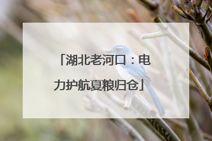 湖北老河口：电力护航夏粮归仓