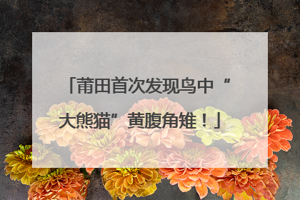 莆田首次发现鸟中“大熊猫”黄腹角雉！