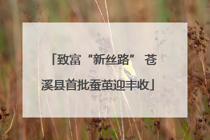 致富“新丝路” 苍溪县首批蚕茧迎丰收