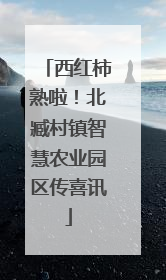西红柿熟啦！北臧村镇智慧农业园区传喜讯