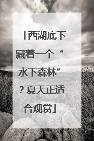 西湖底下藏着一个“水下森林”？夏天正适合观赏
