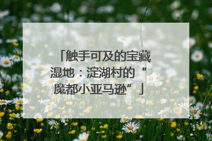触手可及的宝藏湿地：淀湖村的“魔都小亚马逊”