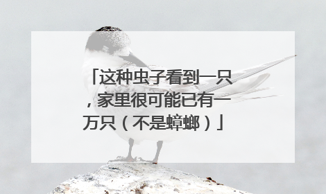 这种虫子看到一只，家里很可能已有一万只（不是蟑螂）