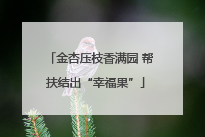 金杏压枝香满园 帮扶结出“幸福果”